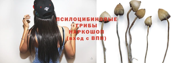 гидра Щигры
